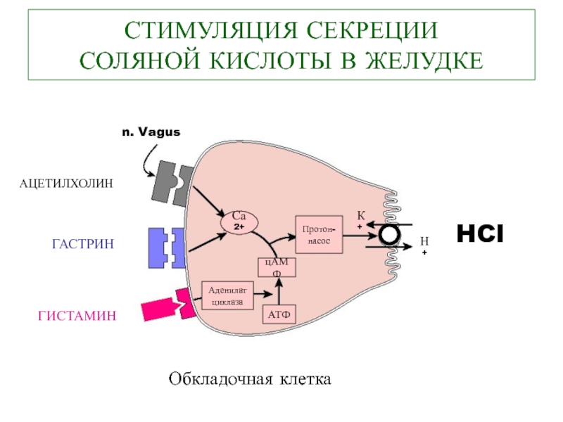 Схема образования соляной кислоты