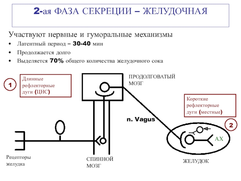 Желудочная фаза желудочной секреции схема