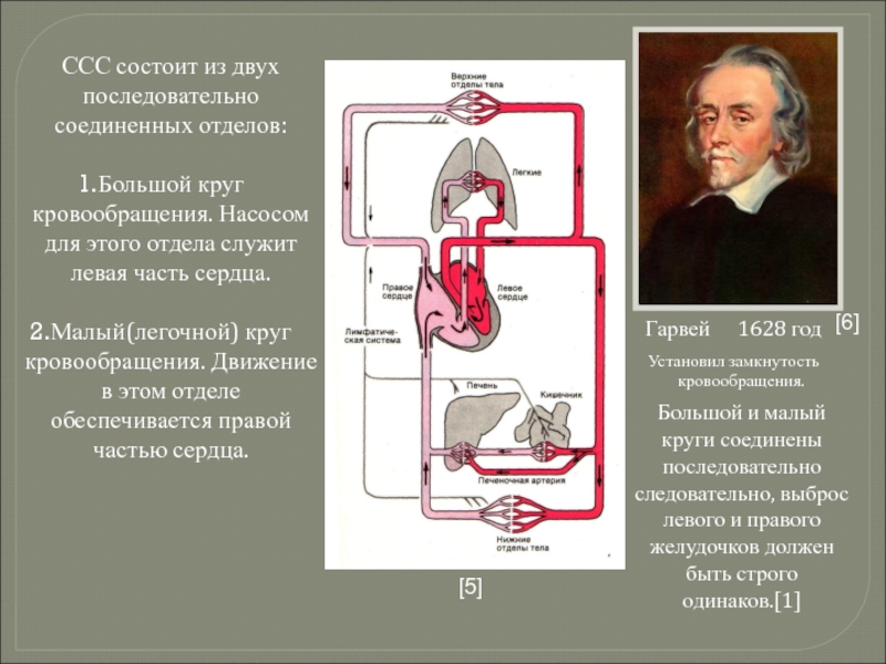 Сердечно сосудистая система круги кровообращения. Гарвей круги кровообращения. Гарвей круги кровообращения схема. Схема последовательного соединения кровообращения.