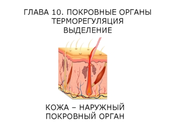 Покровные органы. Терморегуляция. Выделение