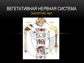 Вегетативная нервная система