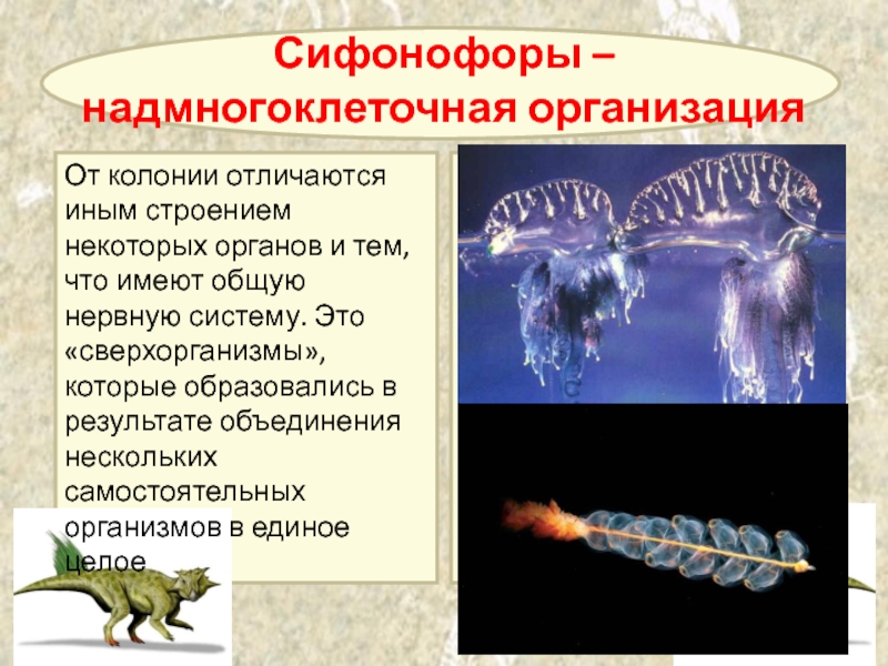 Появление которых является. Сверхорганизмы. Иное строение. Отличие колониальных организмов от сверхорганизмов. ДШУБА И травиртон чем отличается от других видов.