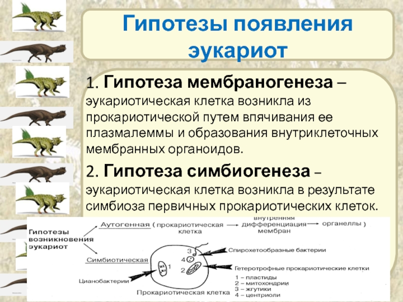 Какая гипотеза происхождения эукариотической клетки показана на рисунке