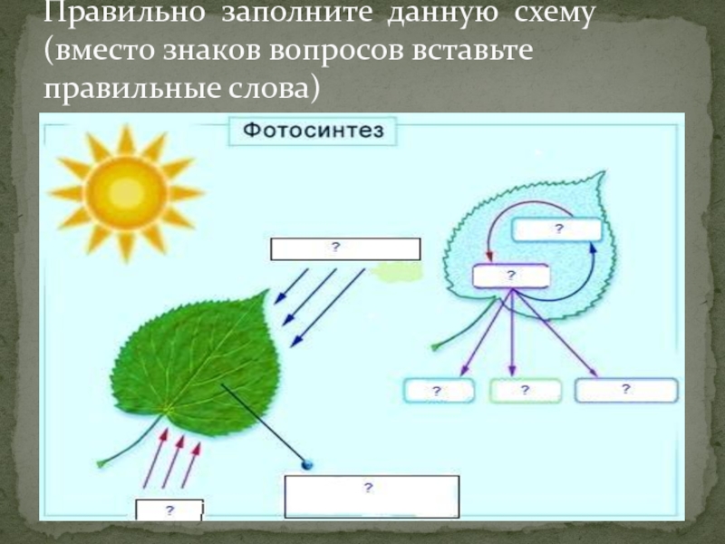Задания по теме фотосинтез 6 класс. Схема фотосинтеза у растений. Схема процесса фотосинтеза. Процесс фотосинтеза у растений схема. Фотосинтез листа схема.