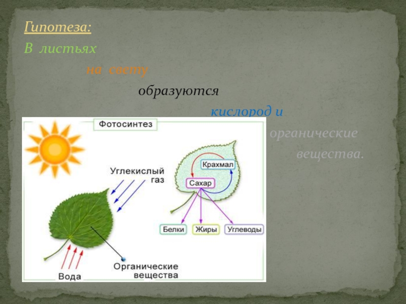 При фотосинтезе образуются ответ. Схема процесса фотосинтеза. Фотосинтез листа схема. Общая схема фотосинтеза. Процесс фотосинтеза в листе.