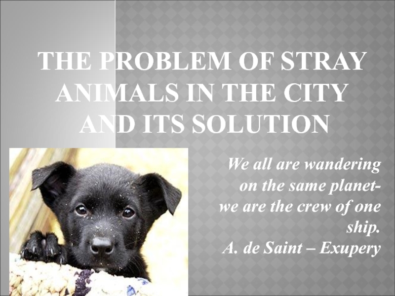 stray animals problem and solution essay