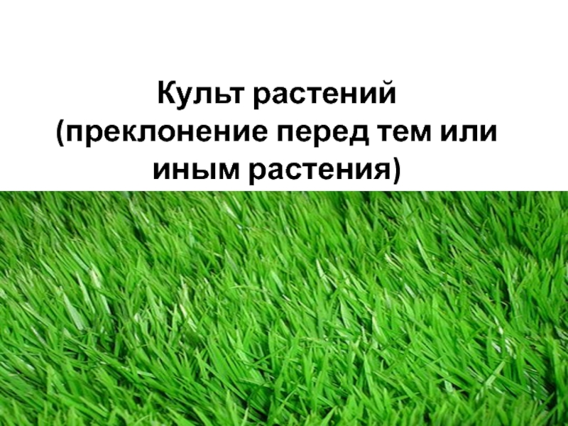 Культ растения. Культ растений. Поклонение растениям. Сообщение о культе растений.. Определение культ растения.