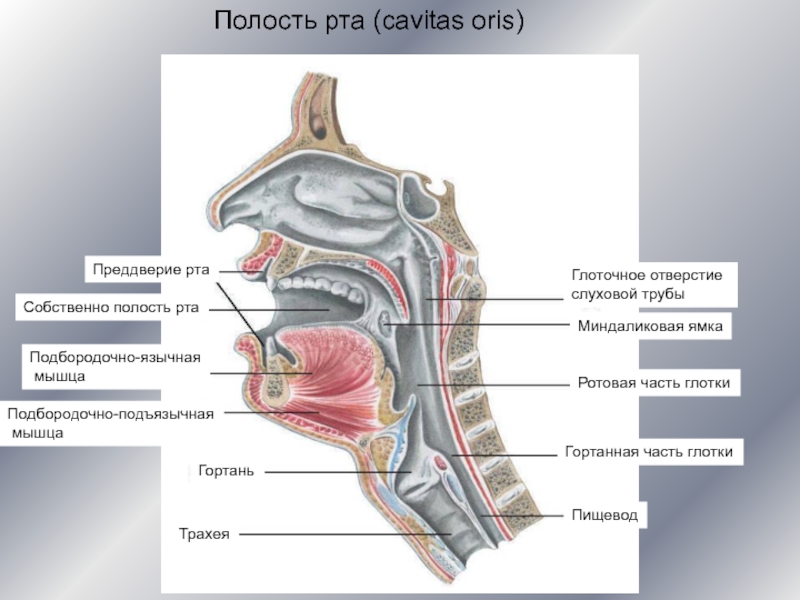 Полость рта представлена. Пищеварительная система анатомия полость рта. Полость рта (cavitas Oris) имеет:. Преддверие полости рта и собственно полость.