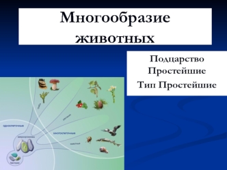 Многообразие животных. Подцарство Простейшие. Тип Простейшие