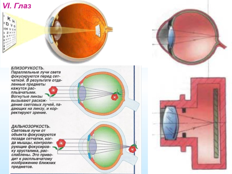 Какая часть глазного яблока фокусирует изображение предметов