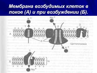 Мембрана возбудимых клеток в покое (А) и при возбуждении (Б)