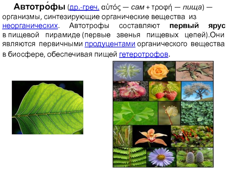 Растения относятся к автотрофам