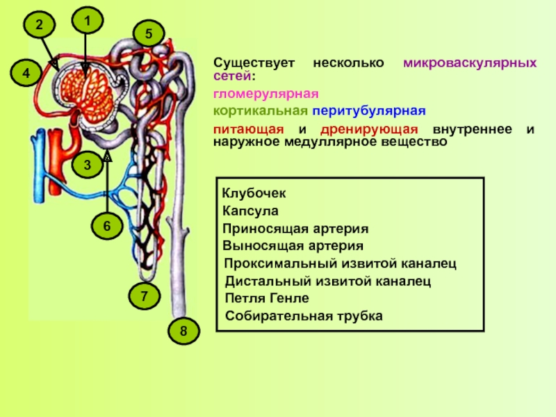 Проксимальный извитой каналец