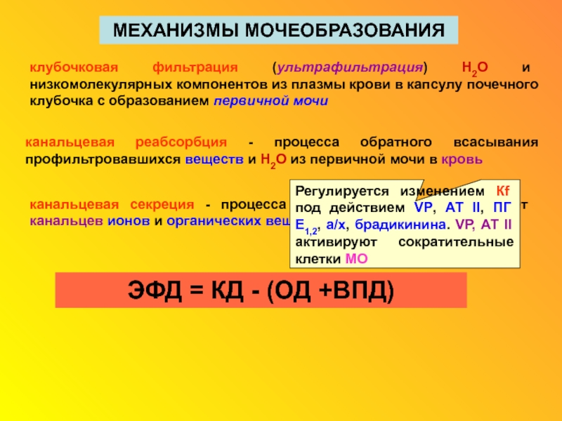 Схема клубочковой фильтрации