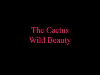 The Cactus Wild Beauty