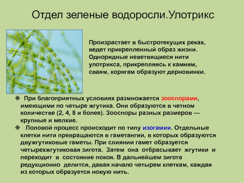 Какие водоросли образуют. Отдел зеленые водоросли. Chlorophyta отдел зелёные водоросли. Зеленые водоросли общая характеристика. Особенности строения зеленых водорослей.