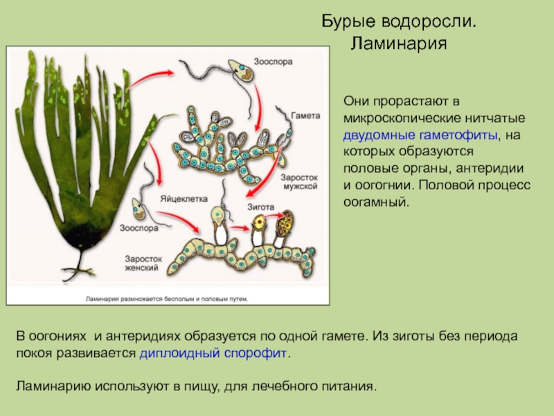 Чем является у водорослей гаметофит. Бурые водоросли эктокарпус. Бурые водоросли строение процессы. Циклы водорослей ламинария. Зооспоры ламинарии.