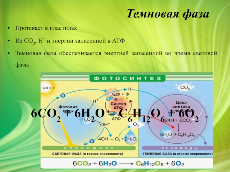 Типы клеточного питания фотосинтез и хемосинтез 10 класс презентация