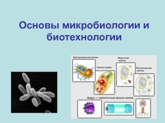 Основы микробиологии и биотехнологии