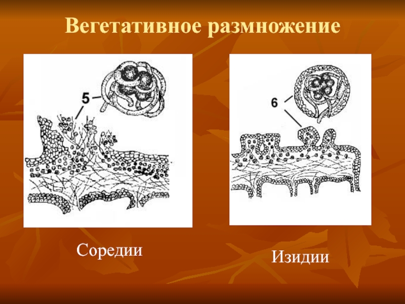 Размножение лишайников картинки