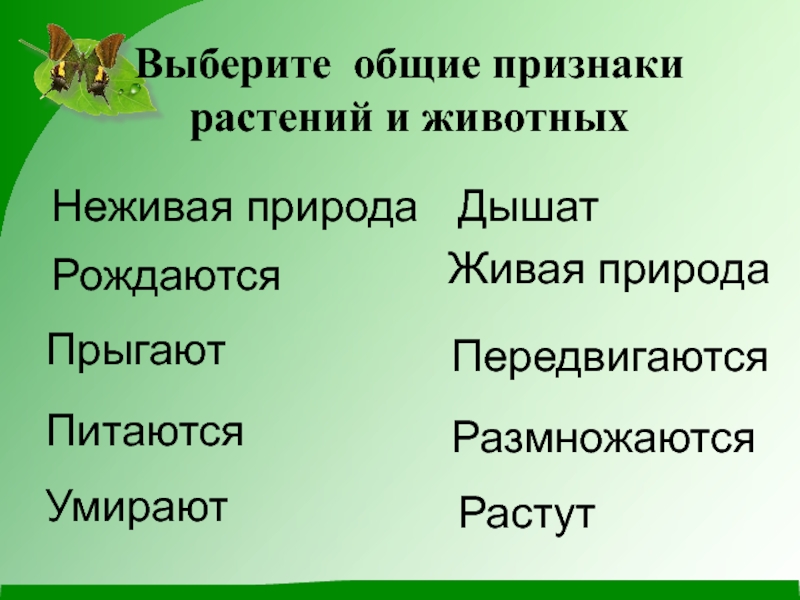 Признаки животных 2 класс. Основные признаки растений и животных. Признаки растений признаки животных. Общие признаки растений. Основные признаки растений.