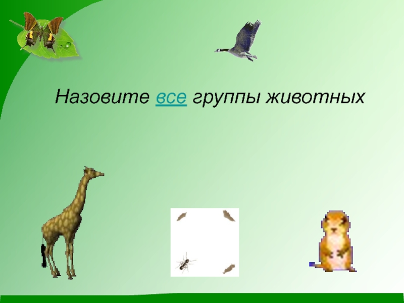 Группы животных 1 класс. Все группы животных. Перечисли группы животных. Презентация группы животных. Группы животных картинки.