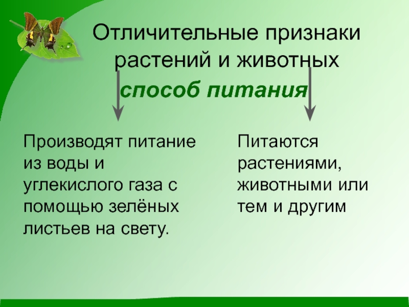 Способ питания животных. Признаки растений и животных. Способ питания растений и животных. Отличительные признаки растений отличительные признаки животных. Питание животные и растения.