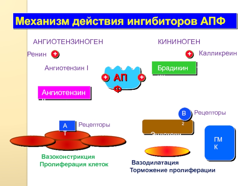 Механизм ингибиторов