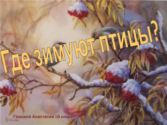 Где зимуют птицы?