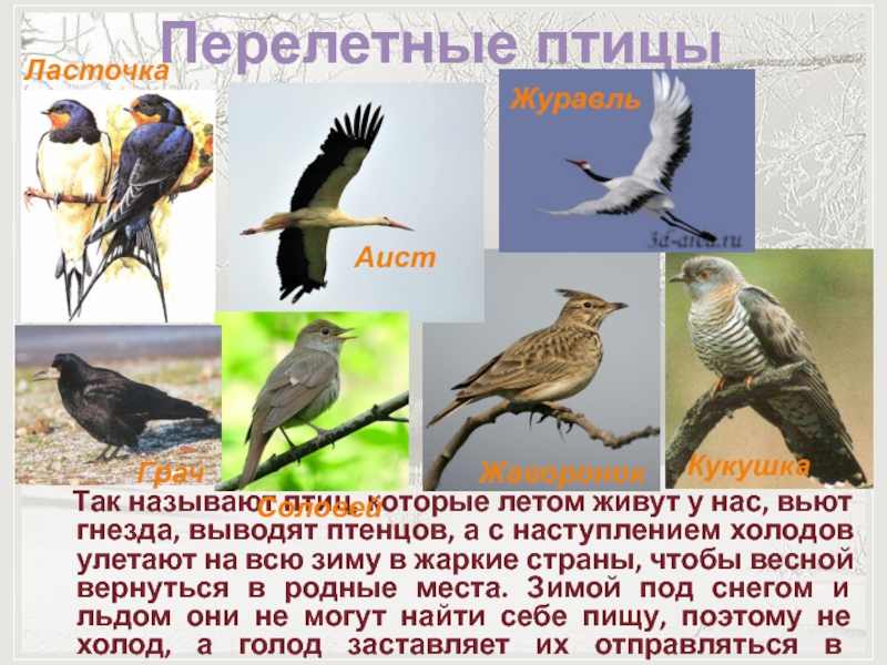 Презентация про перелетных птиц. Перелетные птицы. Перелетные птицы для дошкольников. Перелетными называются птицы, которые:. Перелётные птицы названия.