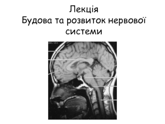 Будова та розвиток нервової системи. Класифікація нервової системи