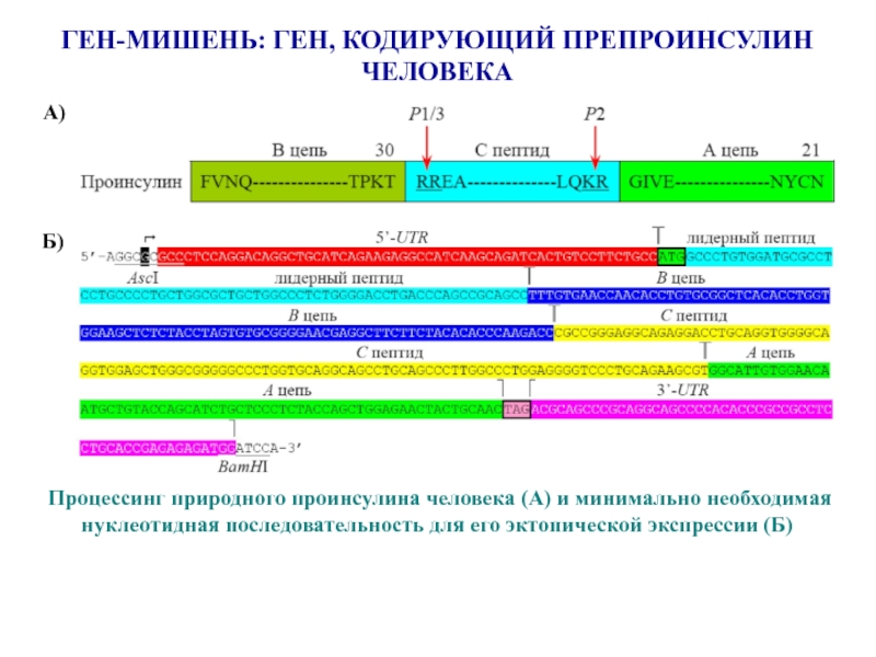 Синтез генов. Последовательность генов. Искусственный Синтез генов. Гены мишени. Искусственный Синтез Гена.