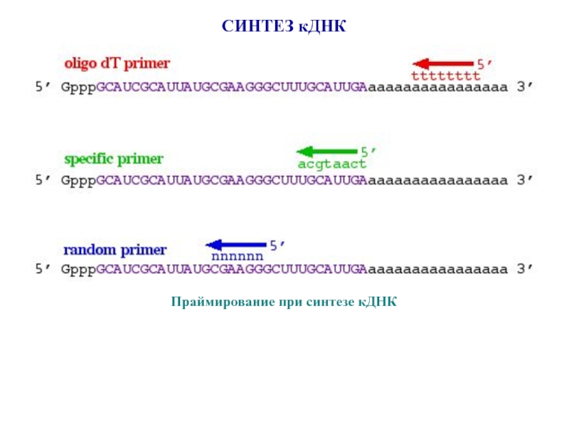 Синтез комплементарной цепи днк. Синтез КДНК. Синтез комплементарной ДНК. Создание КДНК. Клонирование КДНК.