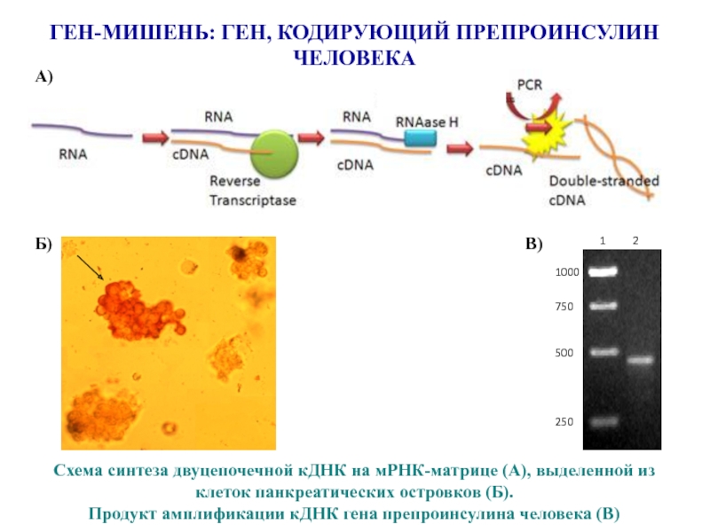 Синтез генов. Ген мишень. Искусственный Синтез Гена. Клонирование КДНК. Гены мишени.