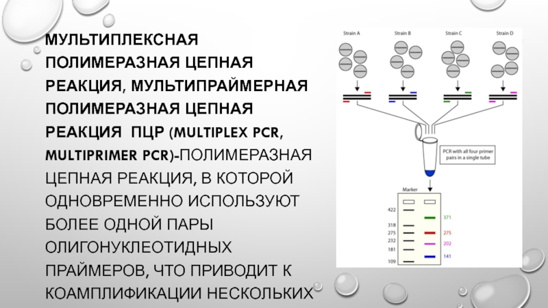 Пцр m. Мультиплексная ПЦР В режиме реального времени. Полимеразная цепная реакция. ПЦР схема.