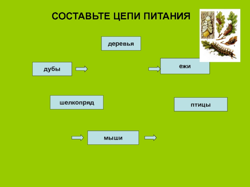 Цепочки леса презентация