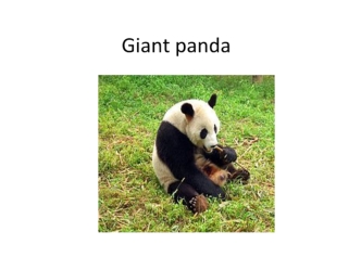 Giant panda