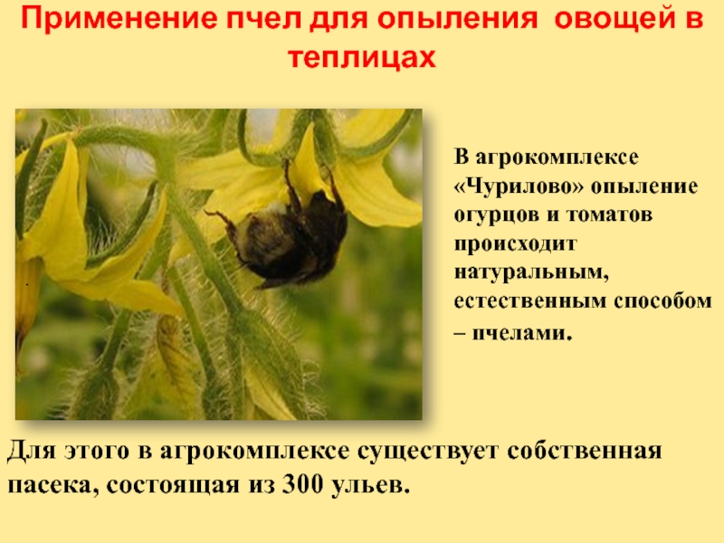 Применение пчел для опыления овощей в теплицах В агрокомплексе «Чурилово» опыление