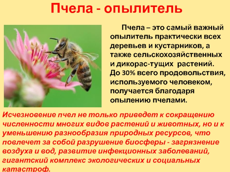 Пчела - опылитель Пчела – это самый важный опылитель практически