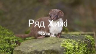 Ряд хижі. Ссавці