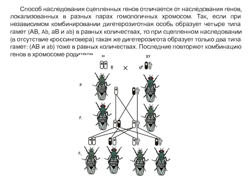 Автор закона сцепленного наследования генов по вертикали