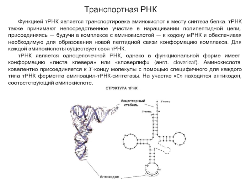 Трансляция рнк