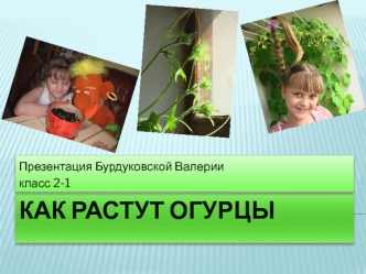 КАК РАСТУТ ОГУРЦЫ