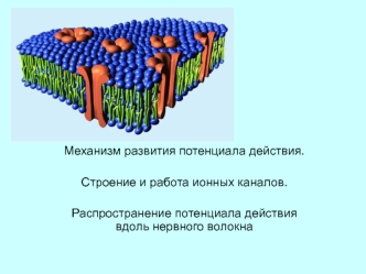 Механизм развития потенциала действия. Строение и работа ионных каналов. Распространение потенциала действия вдоль нервного волокна