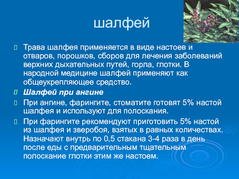 Шалфей польза. Для чего применяется трава шалфей. Лекарственные травы для дыхательных путей. Травы для верхних дыхательных путей. Для чего применяется шалфей.