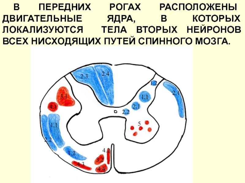 Двигательные ядра. Двигательные ядра в передних рогах. В передних рогах расположены двигательные. Двигательные ядра находятся.