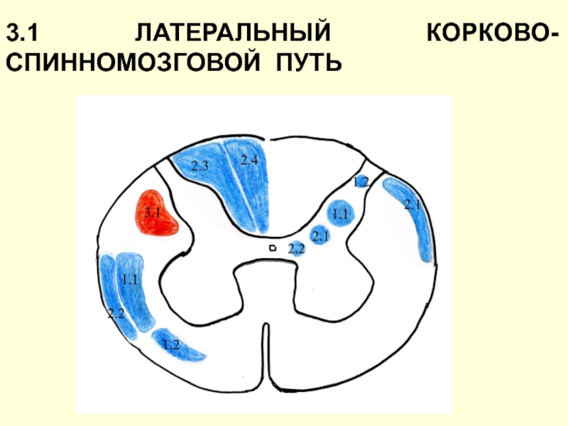 Карта латеральных признаков а п чуприков