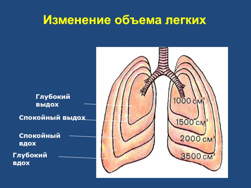 На рисунке изображены вдох и выдох человека