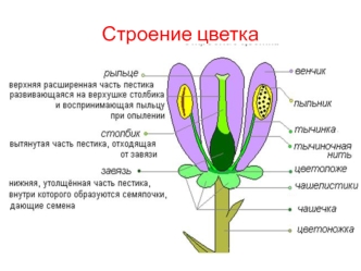 Строение цветка