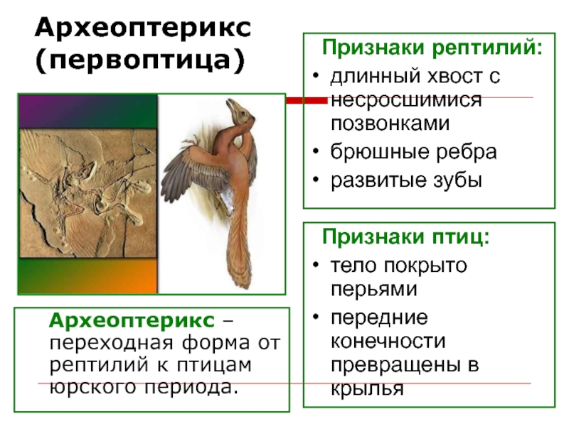 Признаки крыльев. Археоптерикс рептилия. Археоптерикс сравнение с птицами и пресмыкающимися. Археоптерикс растение. Группа Археоптерикс Тверь.